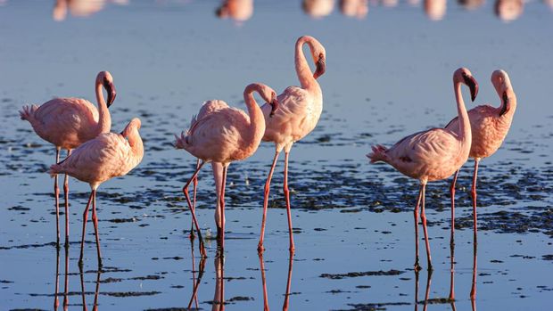 Large flock of lesser flamingos (Phoenicopterus minor) gathered on the shallow, alkaline-saline lake Lake Nakuru.Taken in Lake Nakuru, Kenya, Africa