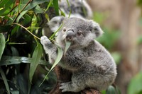 close-up of a young koala bear (Phascolarctos cinereus) on a tree eating eucalypt leaves.