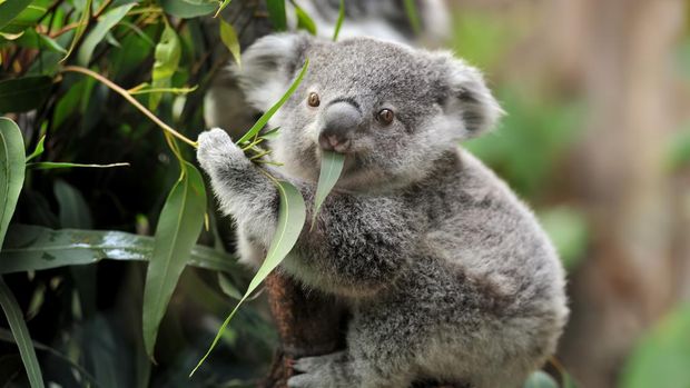 close-up of a young koala bear (Phascolarctos cinereus) on a tree eating eucalypt leaves.