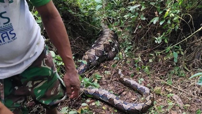 Seekor ular piton berukuran 5 meter menelan petani lansia bernama La Noti (61) di Buton Selatan, Sulawesi Tenggara (Sultra).