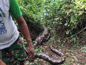 Penampakan Ular Piton 5 Meter Telan Petani Lansia di Buton Selatan
