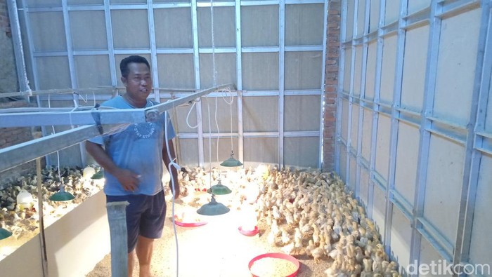Suhana saat mengecek ayam yang ada di kandang