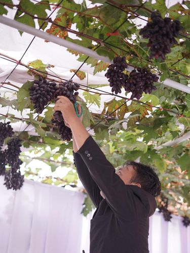Pasangan pernikahan Pajar Hambali dan Nuraeni Wasilah, yang menikah di kebun anggur bisa menjadi inspirasi.