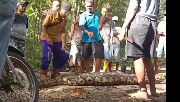 Seekor ular piton berukuran 5 meter menelan petani lansia bernama La Noti (61) di Buton Selatan, Sulawesi Tenggara (Sultra).