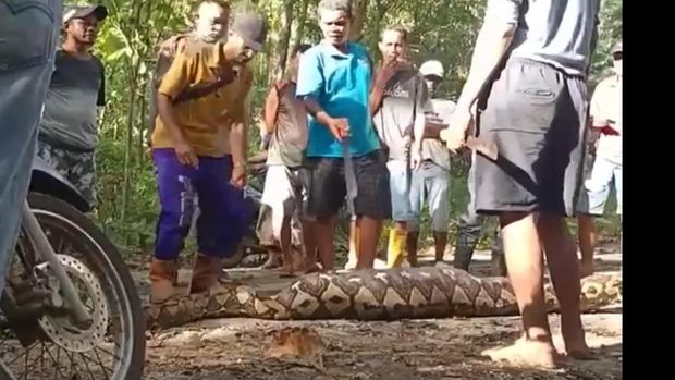 Seekor ular piton berukuran 5 meter menelan petani lansia bernama La Noti (61) di Buton Selatan, Sulawesi Tenggara (Sultra).