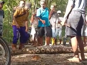 Tragis La Noti Seharian Tak Pulang Ternyata Tewas Ditelan Piton 5 Meter