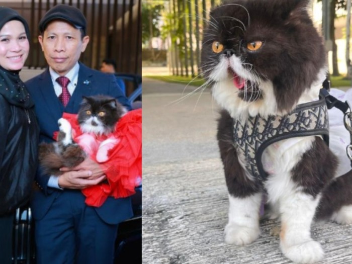 Wanita ini memberikan hadiah mobil BMW untuk kucing peliharaannya yang sedang ulang tahun bikin heboh netizen