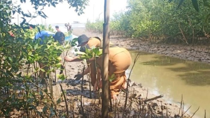 Penanaman pohon bakau di pesisir Untia, Kecamatan Biringkanaya.