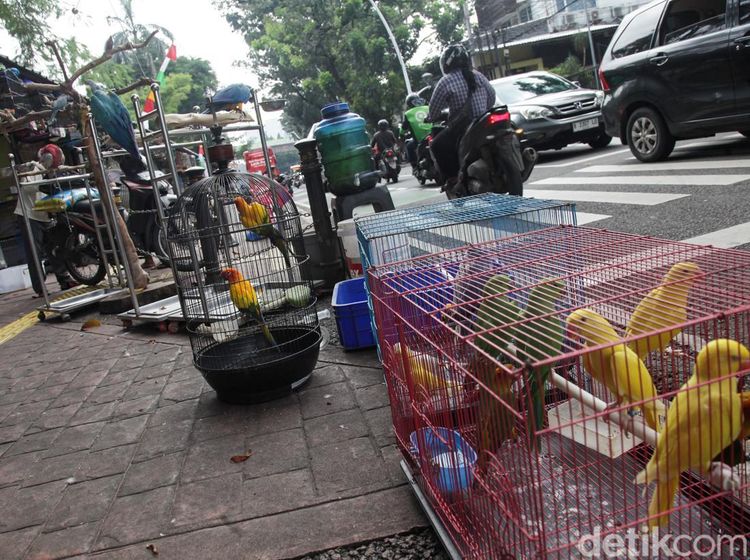 Potret Pedagang Burung Barito Jaksel yang Bakal Direlokasi ke Lenteng Agung