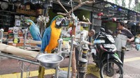 Sejumlah burung yang dijual, dipamerkan di depan kios. Pembangunan taman ASEAN diharapkan saat Jakarta tidak lagi berstatus sebagai ibu kota Indonesia, maka menjadi simbol identitas, yakni sebagai ibu kota ASEAN karena gedung ASEAN berada di kawasan tersebut.
