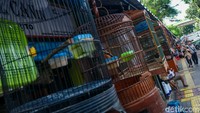 Warga berkeliling melihat burung yang dijual di Pasar Barito, Jaksel, Senin (7/7/2025). Pedagang burung di Barito akan direlokasi ke Lenteng Agung imbas penyatuan Taman ASEAN.
