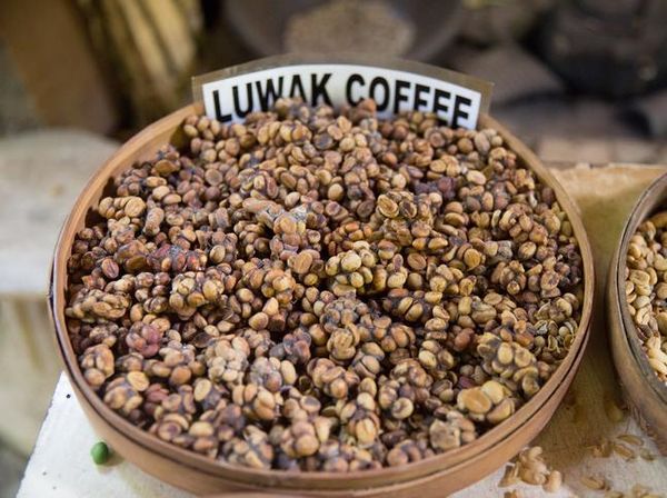 10 Biji Kopi Paling Mahal di Dunia, Ada Kopi Luwak dari Indonesia!