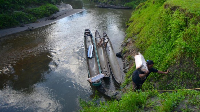 Menjaga Tradisi Sagu Mentawai di Tengah Arus Modernisasi Pekerja membelah batang sagu yang sudah direndam di Muara Siberut, Kepulauan Mentawai, Sumatera Barat, Senin (7/7/2025). Batang pohon sagu tersebut selain diolah sebagai makanan pokok masyarakat Mentawai yang biasa dijual Rp50 ribu per 25 kilogram itu juga diolah menjadi tepung dan sisanya menjadi makanan ternak. ANTARA FOTO/Iggoy el Fitra/nym.