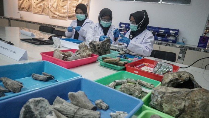 Menyambung Sejarah Purba Lewat Konservasi Fosil di Sragen Konservator melakukan perawatan fosil dan benda purbakala di Museum Manusia Purba Klaster Bukuran, Kalijambe, Sragen, Jawa Tengah, Senin (7/7/2025). Museum Manusia Purba Klaster Bukuran selain sebagai museum edukasi juga berfungsi sebagai tempat konservasi fosil dan temuan benda purbakala yang ditemukan di kawasan situs manusia purba Sangiran dan telah ditetapkan UNESCO sebagai situs warisan budaya dunia. ANTARA FOTO/Mohammad Ayudha/nym.
