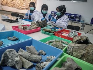 Menyambung Sejarah Purba Lewat Konservasi Fosil di Sragen