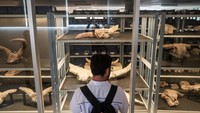 Pengunjung melihat koleksi fosil dan benda purbakala di ruang penyimpanan Museum Manusia Purba Klaster Bukuran. Adapaun koleksinya merupakan benda purbakala yang ditemukan di kawasan situs manusia purba Sangiran dan telah ditetapkan UNESCO sebagai situs warisan budaya dunia. Foto: ANTARA FOTO/Mohammad Ayudha