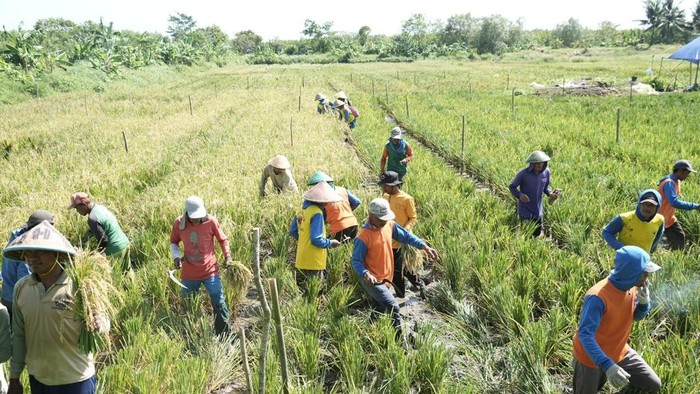 Para warga binaan di Lapas Terbuka Kelas II B Nusakambangan, Cilacap menghabiskan waktu dengan ikut kegiatan ketahanan pangan, Rabu (3/7/2025).