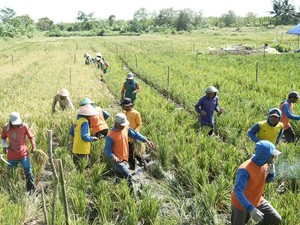 Ketahanan Pangan Ala Kemenimipas Hasilkan 159 Ton Padi-Uang Premi untuk Napi