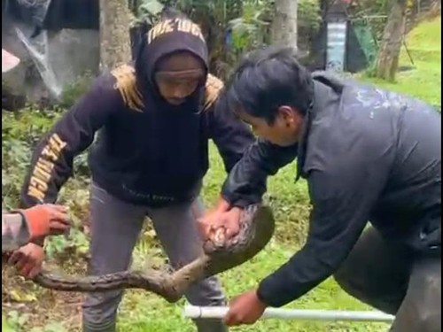 Penemuan ular piton oleh warga di tepi Danau Buyan, Desa Pancasari, Kecamatan Sukasada, Buleleng, Bali. (Foto: Istimewa via Made Wijaya Kusuma)