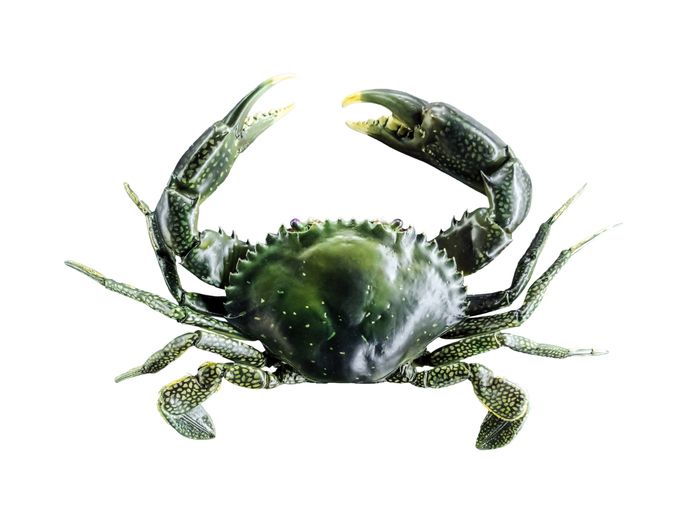 Pria Tewas Usai Tertusuk Kepiting Hijau yang Hendak Dimasak