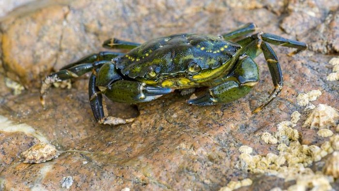 Tragis! Pria Tewas Usai Tertusuk Kepiting Hijau yang Hendak Dimasak