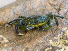 Tragis! Pria Tewas Usai Tertusuk Kepiting Hijau yang Hendak Dimasak
