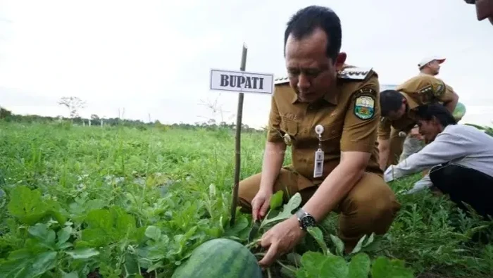 Bupati Muaro Jambi Bambang Bayu Suseno saat panen buah semangka