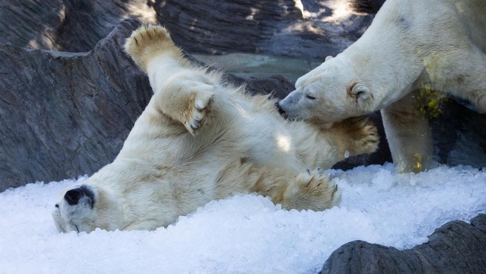 Es Bantu Beruang Kutub Bertahan di Suhu Tinggi Praha A polar bear rests on ice cubes that were brought to its enclosure during a heatwave at Prague Zoo in Prague, in Prague, Czech Republic, July 1, 2025. REUTERS/Eva Korinkova