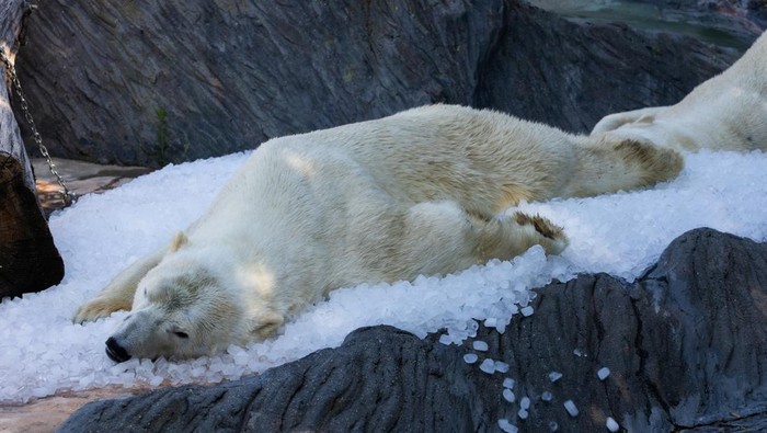 A polar bear rests on ice cubes that were brought to its enclosure during a heatwave at Prague Zoo in Prague, in Prague, Czech Republic, July 1, 2025. REUTERS/Eva Korinkova