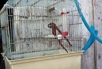Foto kocak
