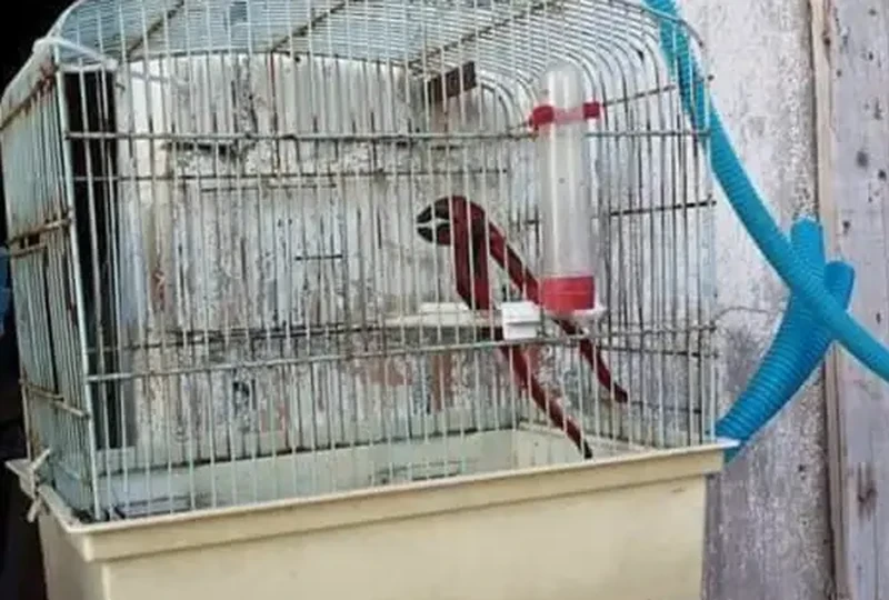 Foto kocak