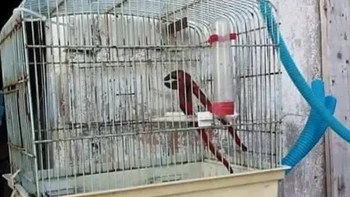 Ini burung apa tang? Foto: buzzfeed