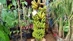 Pameran Pertanian Serba Ukuran XL di Ciamis