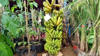 Kemudian ada pisang Masja atau perkawinan silang antara pisang Omas dan pisang Raja. Pisan tersebut dibudi daya oleh petani dari Kecamatan Sadananya. Ketika berbuah, satu pohon pisang ini mampu menghasilkan hingga 17 sikat atau sisir. Padahal pada umumnya satu pohon pisang rata-rata menghasilkan kurang dari 10 sisir. 