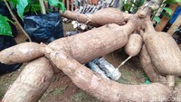 Pantauan detikJabar, setiap stan memiliki keunikan dan ciri khas masing-masing dengan menampilkan hasil bumi unggulan hingga yang berukuran besar atau raksasa. Mulai dari ubi, pisang, singkong, ikan nila talas hingga menara jagung.