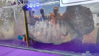 Ada juga ikan nila berukuran yang hampir sebesar ikan gurame dengan berat mencapai 3 kilogram. Ikan nila tersebut hasil budi daya oleh petani dari Kecamatan Tambaksari. Jenisnya Nila Prima yang akan terus membesar seiring usianya bisa sampai berat 5 kilogram satu ekornya. 