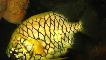 Hewan ini disebut ikan nanas, karena penampakannya. Spesies ini dapat menghasilkan cahaya hijau pada rahangnya, dan seiring bertambahnya usia, cahayanya berubah menjadi merah. Ikan ini sebagian besar ditemukan di terumbu pantai yang dangkal, tetapi terkadang berpindah ke perairan lepas pantai yang lebih dalam. Foto: Richard Ling/Wikimedia Commons via BrightSide