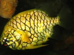 Hewan Laut Aneh Ditemukan Beberapa Tahun Terakhir, Ada Ikan Bopeng