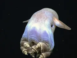 Hewan Laut Aneh Ditemukan Beberapa Tahun Terakhir, Ada Ikan Bopeng