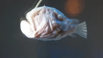 Ikan sepakbola (footbal fish) pertama kali ditemukan pada 1985 ketika nelayan laut dalam tidak sengaja menangkapnya di California. Hewan ini punya semacam antena di kepalanya untuk membantu memikat dan menangkap mangsanya. Foto: KKPCW / Wikimedia Commons via BrightSide