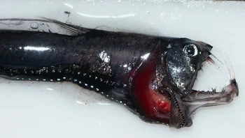 Dikenal juga sebagai ikan viper Sloane, spesies ini mudah dikenali karena giginya yang panjang. Ikan ini awalnya berwarna biru keperakan gelap, dan sisi-sisinya ditutupi area berpigmen heksagonal. Pada siang hari, ikan ini hidup di kedalaman 500-2.500 meter, tetapi pada malam hari akan berpindah ke perairan yang lebih dangkal, kurang dari 600 meter. Ikan ini sebagian besar dapat ditemukan di Australia. Foto: David Csepp/Wikimedia Commons via BrightSide