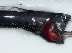 Hewan Laut Aneh Ditemukan Beberapa Tahun Terakhir, Ada Ikan Bopeng