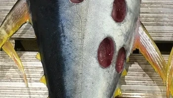 Ikan tuna ini ditemukan dengan bolong-bolong bekas gigitan besar di sekujur tubuhnya. Banyak yang menyebut bolong-bolong itu tidak mungkin berasal dari ikan lain karena bentuknya terlalu bulat. Namun, nelayan yang menangkap tuna tersebut mengatakan bahwa bekas gigitan itu dibuat oleh hiu pemotong kue, jenis hiu yang menggigit mangsanya dalam jumlah besar tanpa membunuhnya. Foto: Facebook Trapman Bermagui via BrightSide