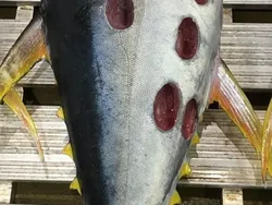 Hewan Laut Aneh Ditemukan Beberapa Tahun Terakhir, Ada Ikan Bopeng