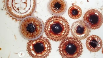 Ubur-ubur atol juga dikenal dengan sebutan ubur-ubur mahkota, dianggap sebagai ratu dari seluruh keluarga mereka. Ubur-ubur ini berwarna merah, namun tidak terlihat di perairan dalam Bahkan, ubur-ubur ini tampak benar-benar gelap di kedalaman lebih dari 1.000 meter sehingga bisa bersembunyi dari predator. Foto: Siegel, Volker / Wimikedia Commons via BrightSide
