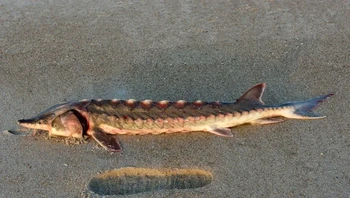 Ikan sturgeon unik ini termasuk dalam famili kuno Acipenseridae. Hewan ini memiliki 5 baris lempeng tulang, bukan sisik untuk melindungi diri dari kemungkinan serangan. Foto: Facebook Pantai Nasional Pulau Assateague via BrightSide
