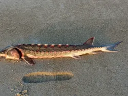 Hewan Laut Aneh Ditemukan Beberapa Tahun Terakhir, Ada Ikan Bopeng