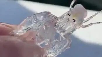 Hewan dengan tubuh tembus pandang ini bernama Cystisoma. Mereka hidup di lingkungan dengan cahaya redup sekitar 600-1.000 meter di kedalaman laut. Foto: YouTube Trending and Viral News via BrightSide