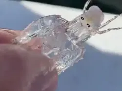 Hewan Laut Aneh Ditemukan Beberapa Tahun Terakhir, Ada Ikan Bopeng