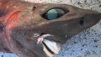 Trapman Bermagui menemukan hiu berkulit kasar yang hidup 650 meter di bawah permukaan laut. Banyak orang mengira hiu ini adalah hiu pemotong, namun menurut Trapman ini adalah hiu jenis anjing endeavour. Foto: Facebook Trapman Bermagui via BrightSide
